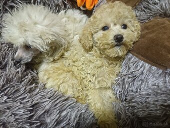 Pudel trpasličí - 2