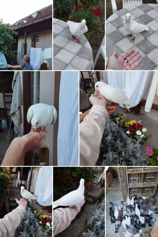 Poštovné holuby - 2