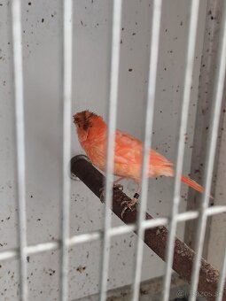 Predám kanárikov - 2