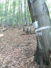 Predaj - lesy, k.ú. Vagrinec - 2