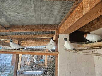 Holub slezsky barevnohlavek - 2