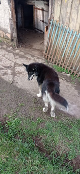 Husky (Hasky) - 2