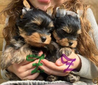 Yorkshire terrier s PP - 2