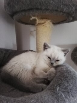 Ragdoll - 2