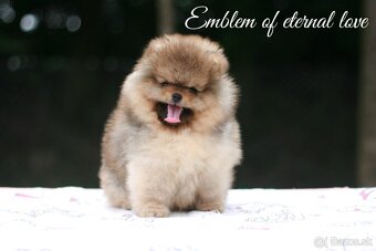 Pomeranian FCI - 2