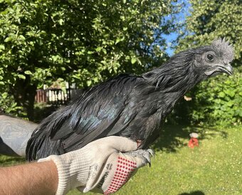 Ayam Cemani - 2