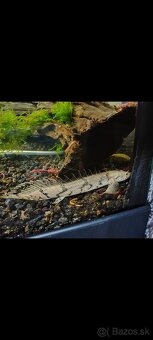 Bichir endlicheri DARUJEM - 2