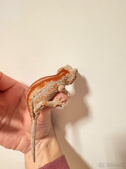 Rhacodactylus auriculatus - 2