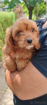 Cavapoo - 2