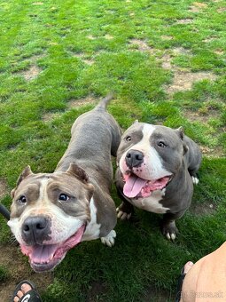 American bully - 2