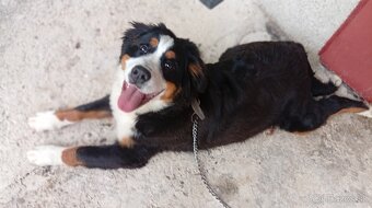 Salašnicky bernardin - 2