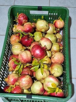 Gránátové jablko- Ovocie, nie rastlinka - 2