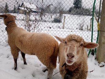 Predám dve mladé ovečky. - 2