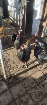 australorpka kohut - 2