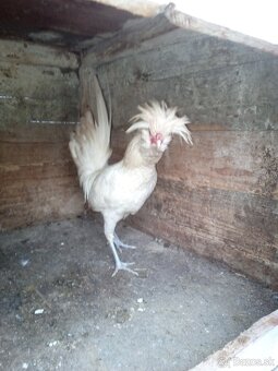 Predám kohúta Paduanka - 2