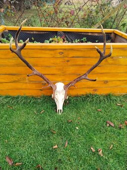 Poľovnícka trofej jeleň - 2