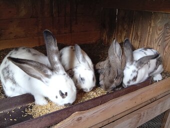 Predam králiky - 2