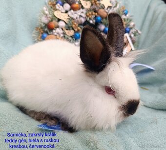 Zakrslý králik teddy gén s VP - samička - 2