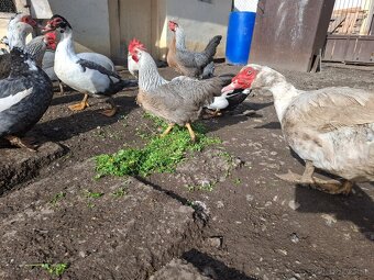 Násadove vajička-Vlaška Strieborná - 2