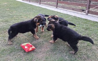 Steniatka nemecky ovciak - 2