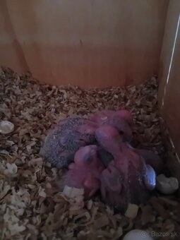 Na ručné dokmenie - 2