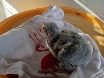 Alexander Na ručne dokrmenie - 2