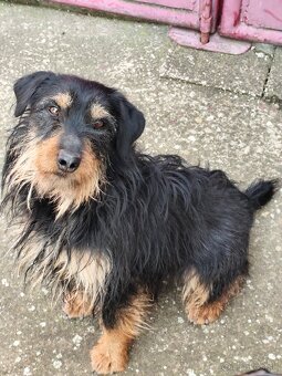 Jagdterrier - 2