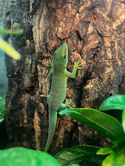Phelsuma madagaskarska - 2