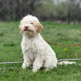 Lagotto Romagnolo steniatko s PP papiermi - 2