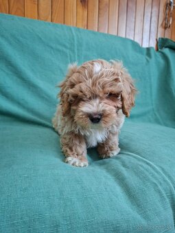 Maltipoo - 2