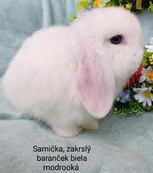 Zakrslý baranček s VP samička biela modrooká - 2