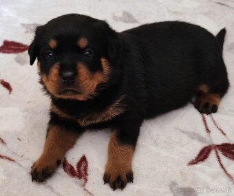 Šteniatka Rottweilera, Rottweiler, Rotvajler,Rottweiler s PP - 2