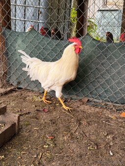 Leghorn a Amrox - 2