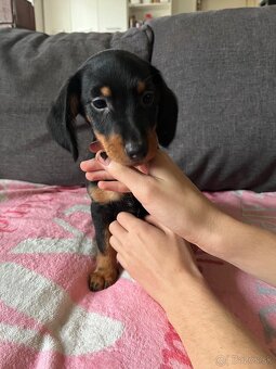 Predám šteniatka - 2