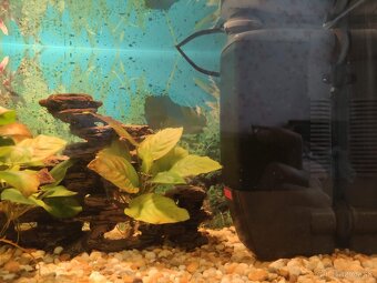 Akvárium a príslušenstvo - 2