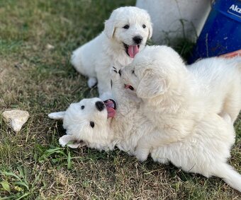 Predám šteniatka slovenského čuvača bez PP - 2