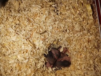 Džungarské škrečky - 2