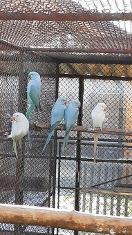 Predám alexander malý modrý - 2