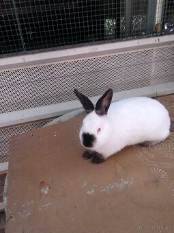 Kalifornský králik predam - 2