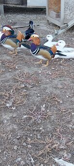 Káčer karolinsky,mandarinsky - 2