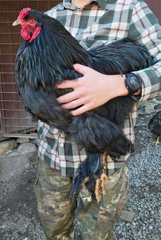 Brahman - čierny - 2