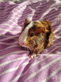 Ponúkame morčat - 2