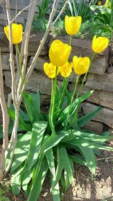 Chryzantema výmena za tulipány - 2