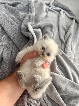 Mačiatko ragdoll - 2