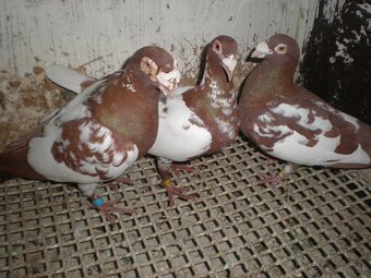 Predám poštové holuby Meulemans - 2