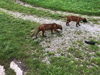 Bavorský farbiar - 2