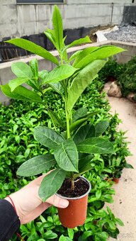 VAVRÍNOVEC NOVITA-Košice - 2