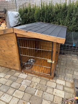 Darujem psíka Stafordšírsky teriér - 2