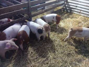 Landras X duroc 30-35kg - 2