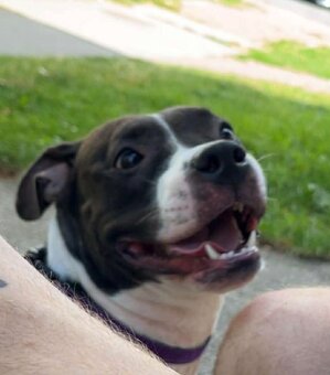 Americký stafordšírsky teriér - 2